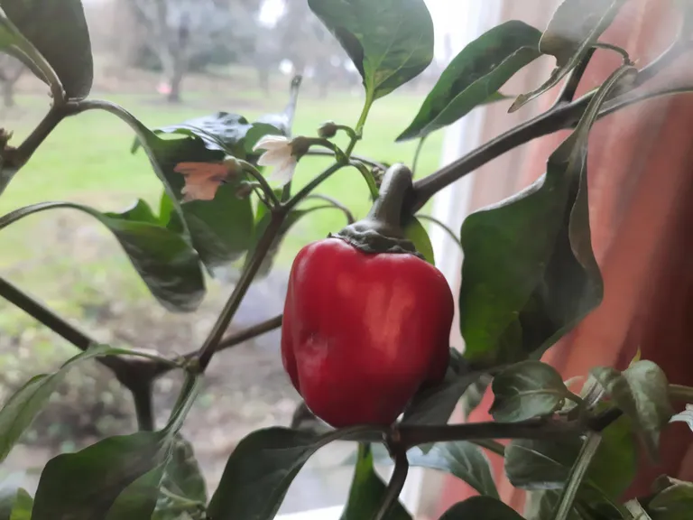 Septembris peenralt välja kaevatud ja potiga tuppa toodud paprika jätkab õitsemist ja viljade küpsetamist.