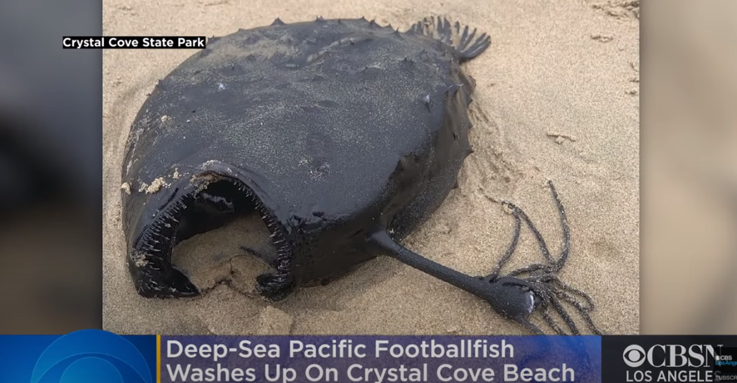 USA California rannalt leiti merikurat