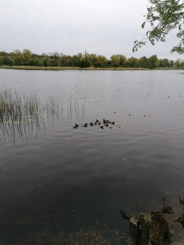 Päästjad aitasid politseimaja hoovi lõksu jäänud kosklaema ja ta 14 poega Pärnu jõe äärde, kus sulelised vette sulpsasid.