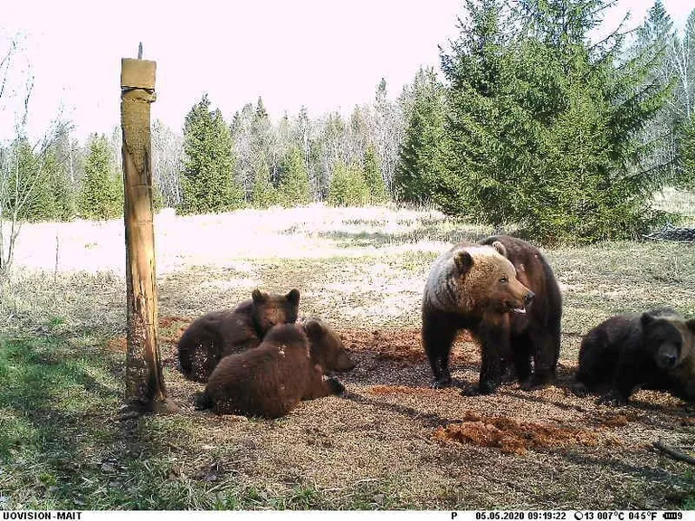 Kolme ja neljagi pojaga karud pole enami midagi haruldast.