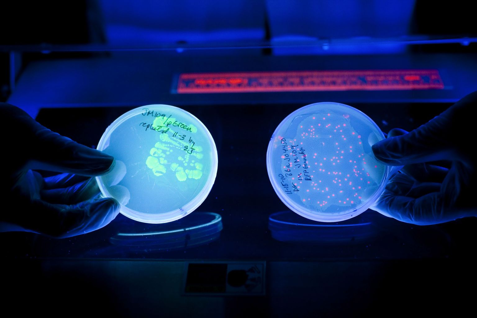 Briti teadlased on leiutanud uudse E. coli bakteri põhineva GMO-hõõgniidi. Pilt on illustratiivne.