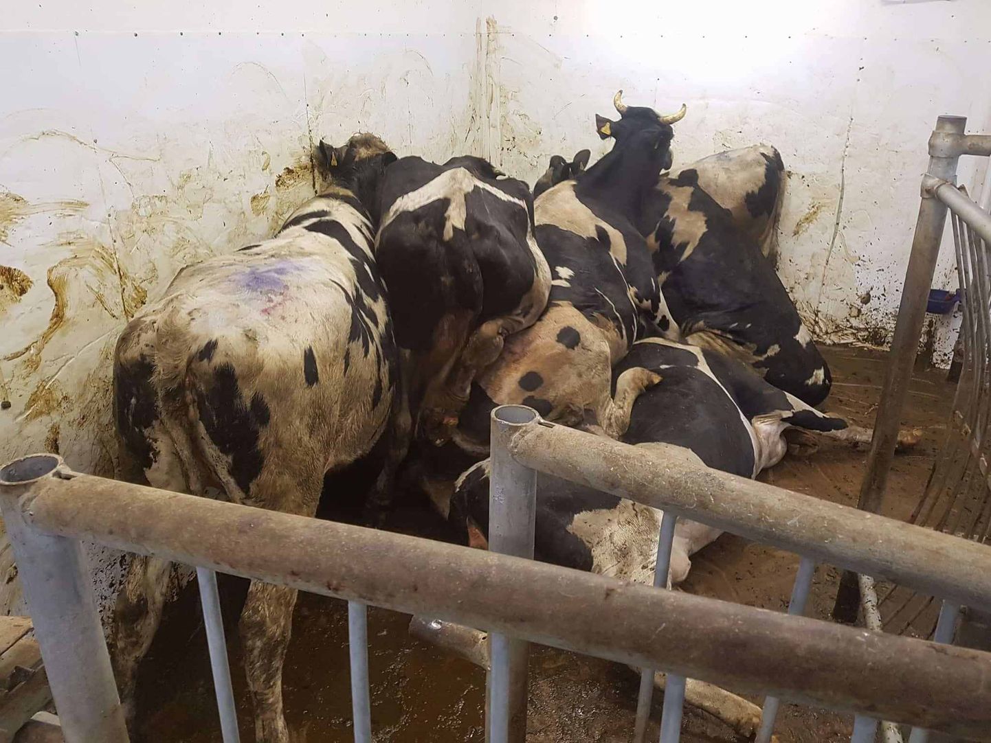 Karjamõisa lihatööstuse tapamaja endine töötaja avaldas pildid kabuhirmus üksteise otsas turninud veistest, väites, et loomad peavad seal enne hukkamist piinlema.