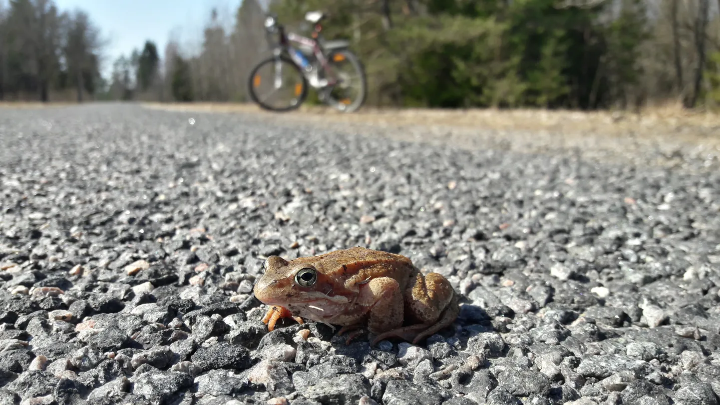 Konn maanteel 14. aprillil Valgamaal Tõrva vallas Taageperas.