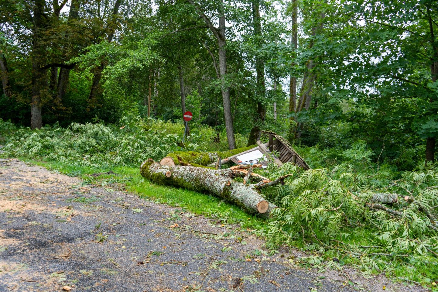 Tugeva tuulega murdunud puud langesid teedele ja elektriliinidele. Foto on illustreeriv.