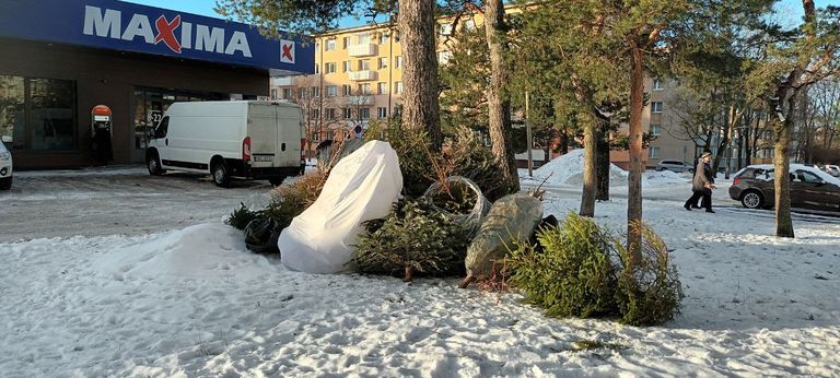 Несанкционированная свалка ёлок на улице Юхана Сютисте, 9 января 2024 года.