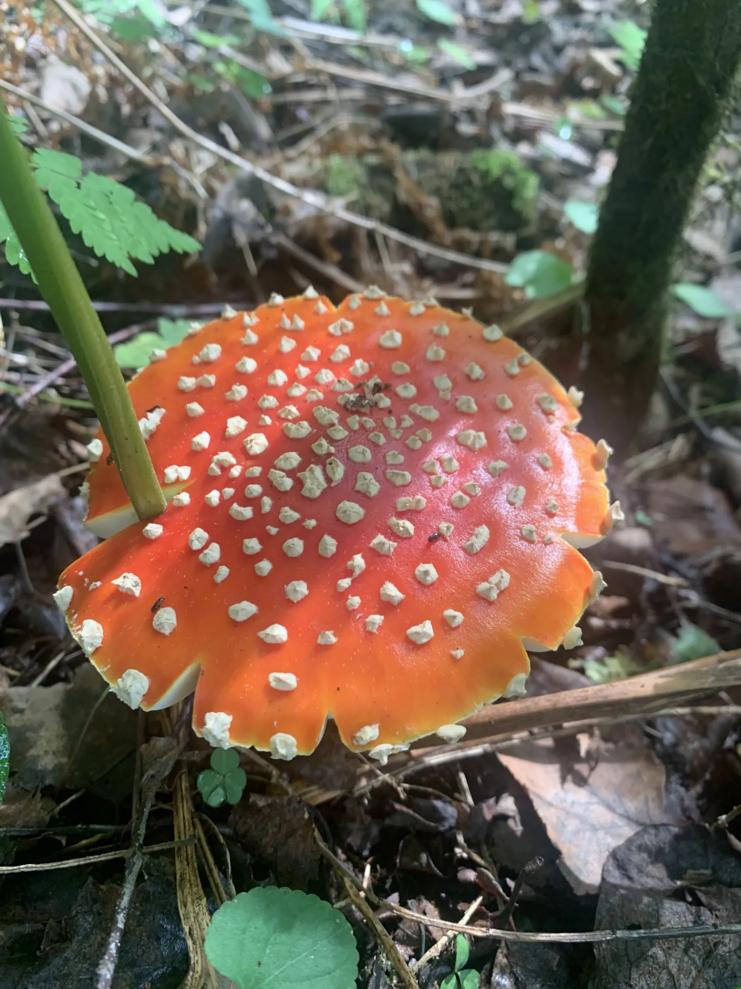 Metsa all punetavad kärbseseened on täis värskust.
