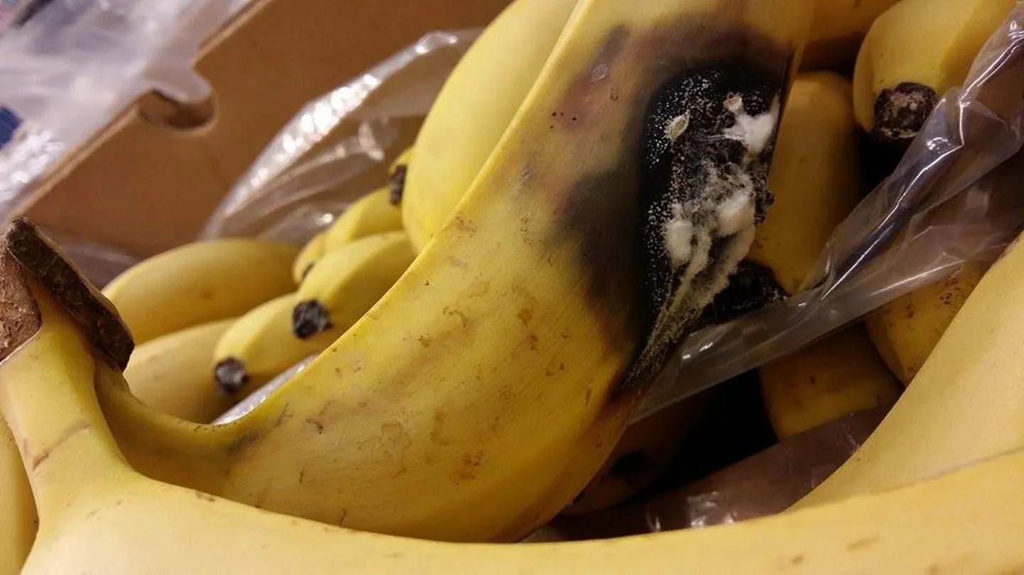 Hallitanud banaan Selveris.