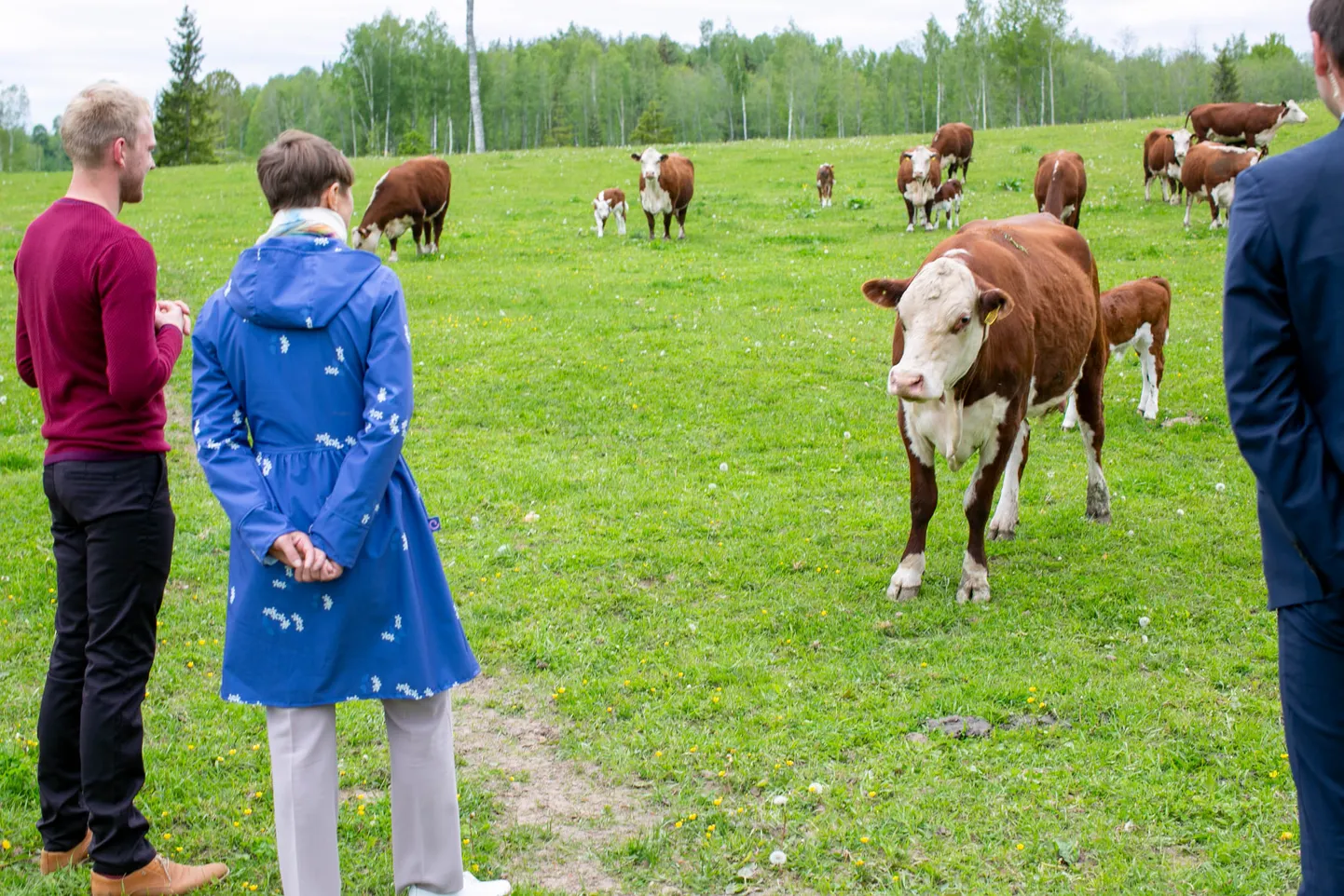 President külastas Valga vallas Lüllemäe lähistel loomakasvatusega tegelevat Mooratsi talu, 12. mail külastab ta Rapla kohalikke ettevõtteid.