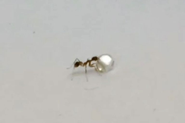 Teemandivargast sipelgas