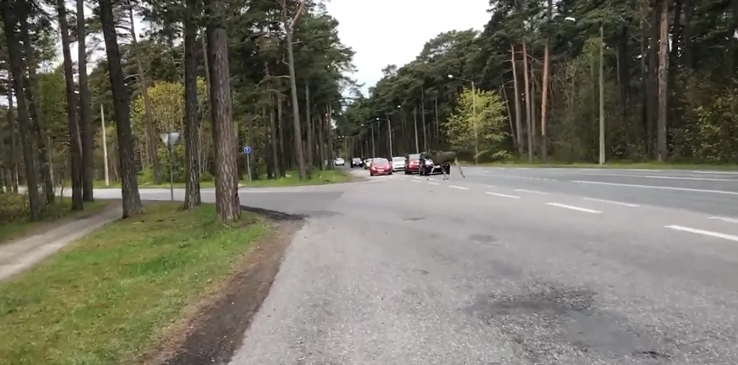 Üks põtradest sõiduteed ületamas