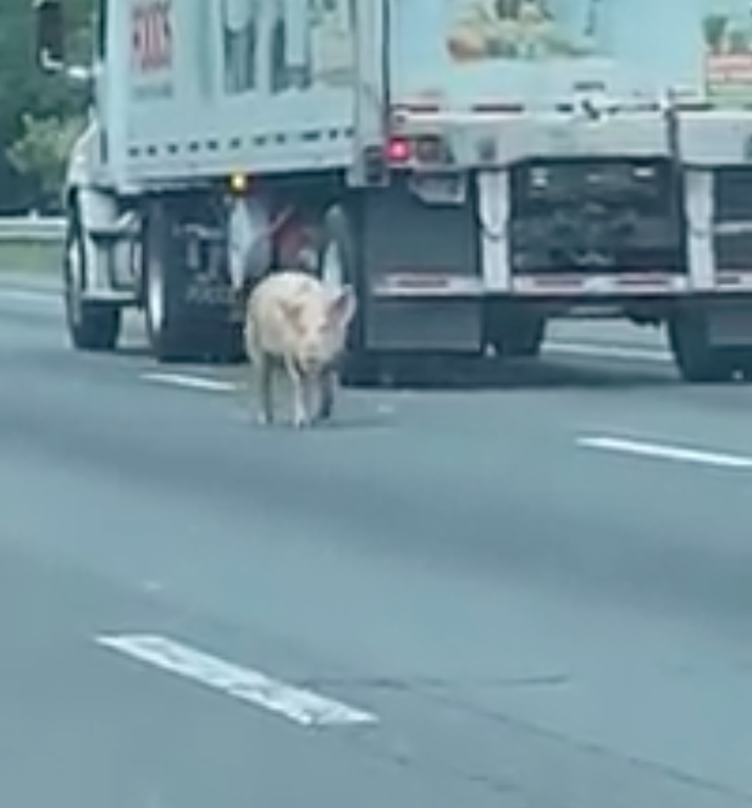 Virginia maanteel pääses ühe auto kastist välja neli siga, kes korraldasid liiklusseisaku.