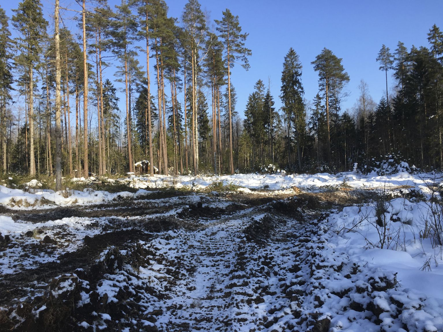 Soomaa metsa kaitsjad kahtlustavad, et hiljuti on maha võetud rohkem puid, kui metsafirmal on lubatud. Kontrollijad hindasid metsateo rahuldavaks.