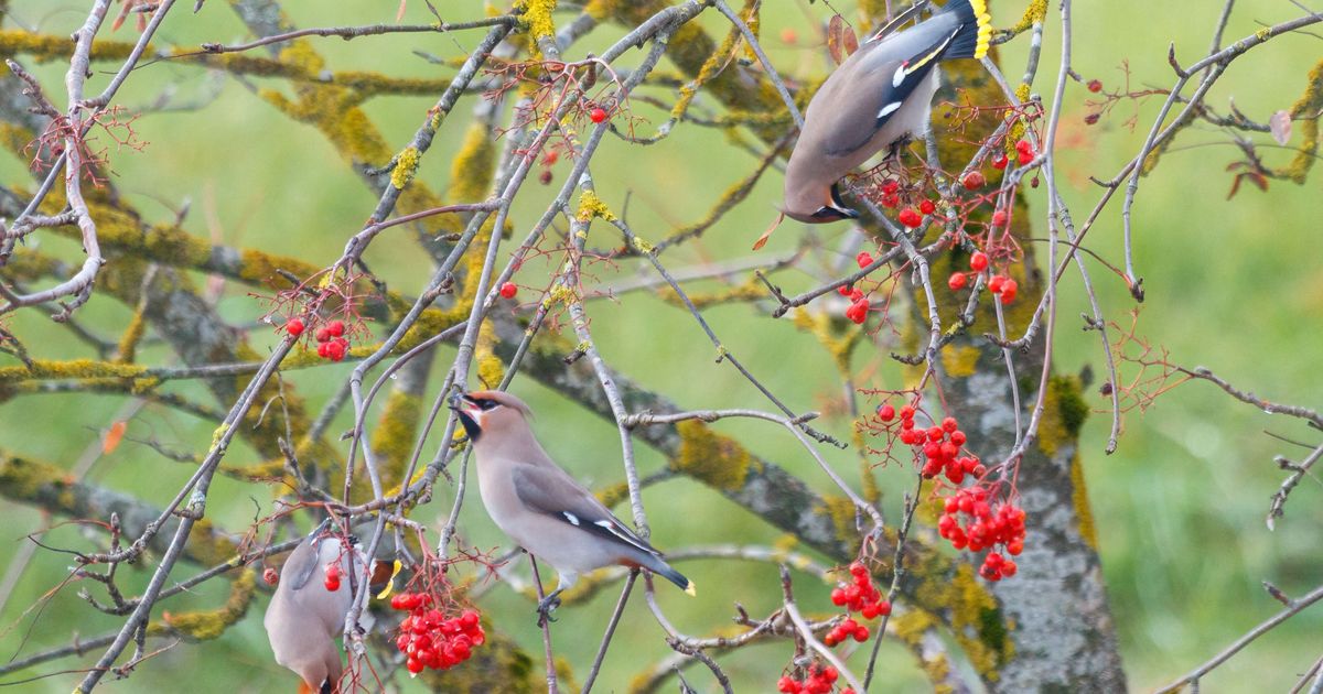 Vaatluspäeval selgitatakse välja Eesti linnurikkaim linn