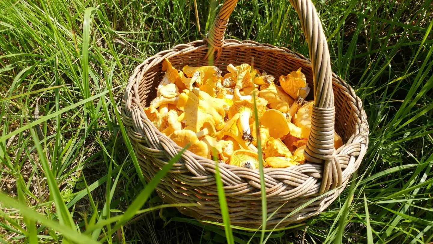 Seenelkäigu võib kordaläinuks lugeda, kui saak on suurem, kui pannile mahub.