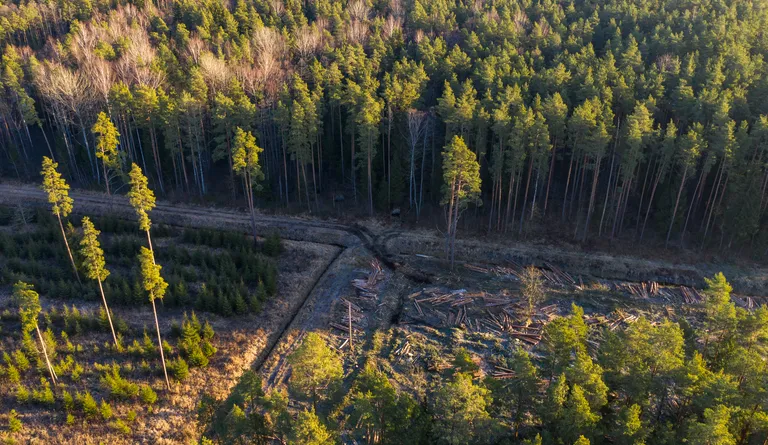 Kanakulli pesapaik Pärnu linna lähedal Tammistes.