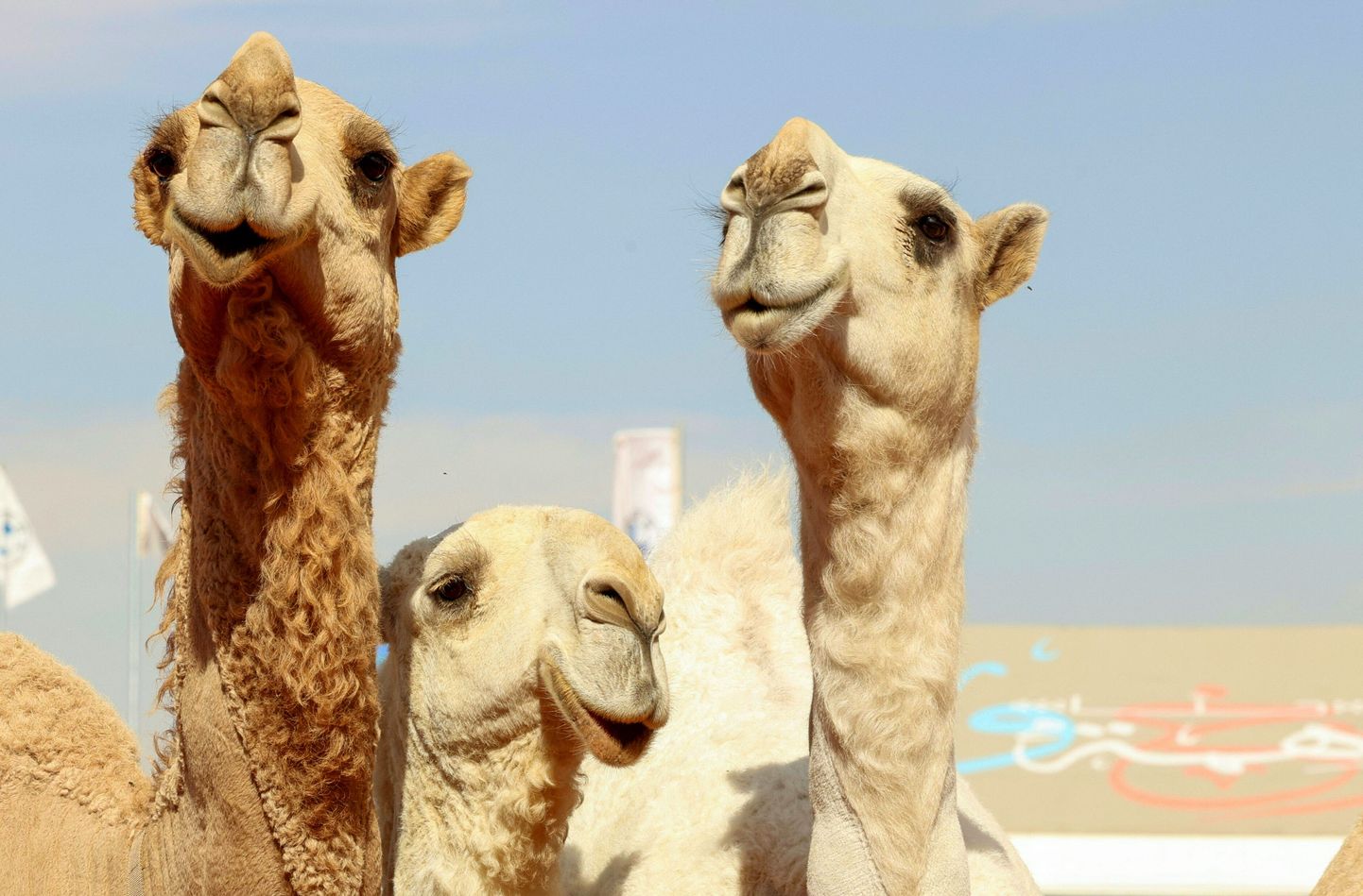 Saudi-Araabia kaamelid on varasematel aastatel saanud maiustada Eestis kasvanud söödaviljaga.