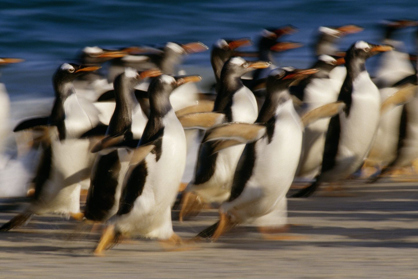 Jooksvad pingviinid