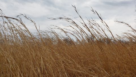 Arī otrdien pūtīs auksts ziemelis