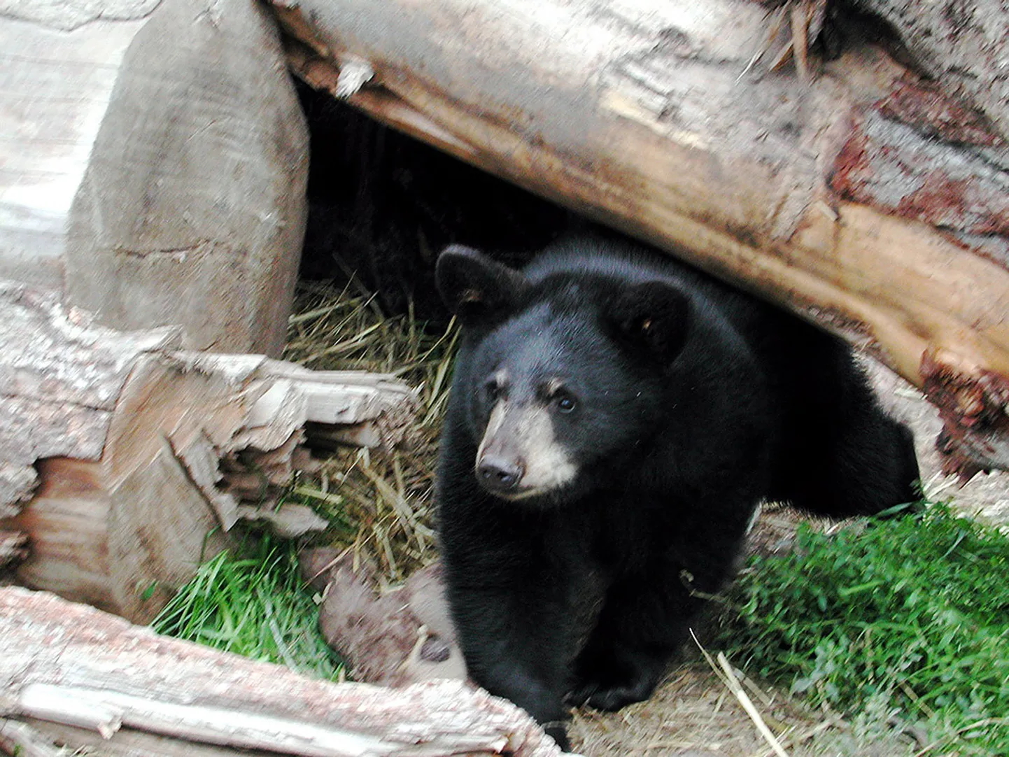 Baribal (Ursus americanus)