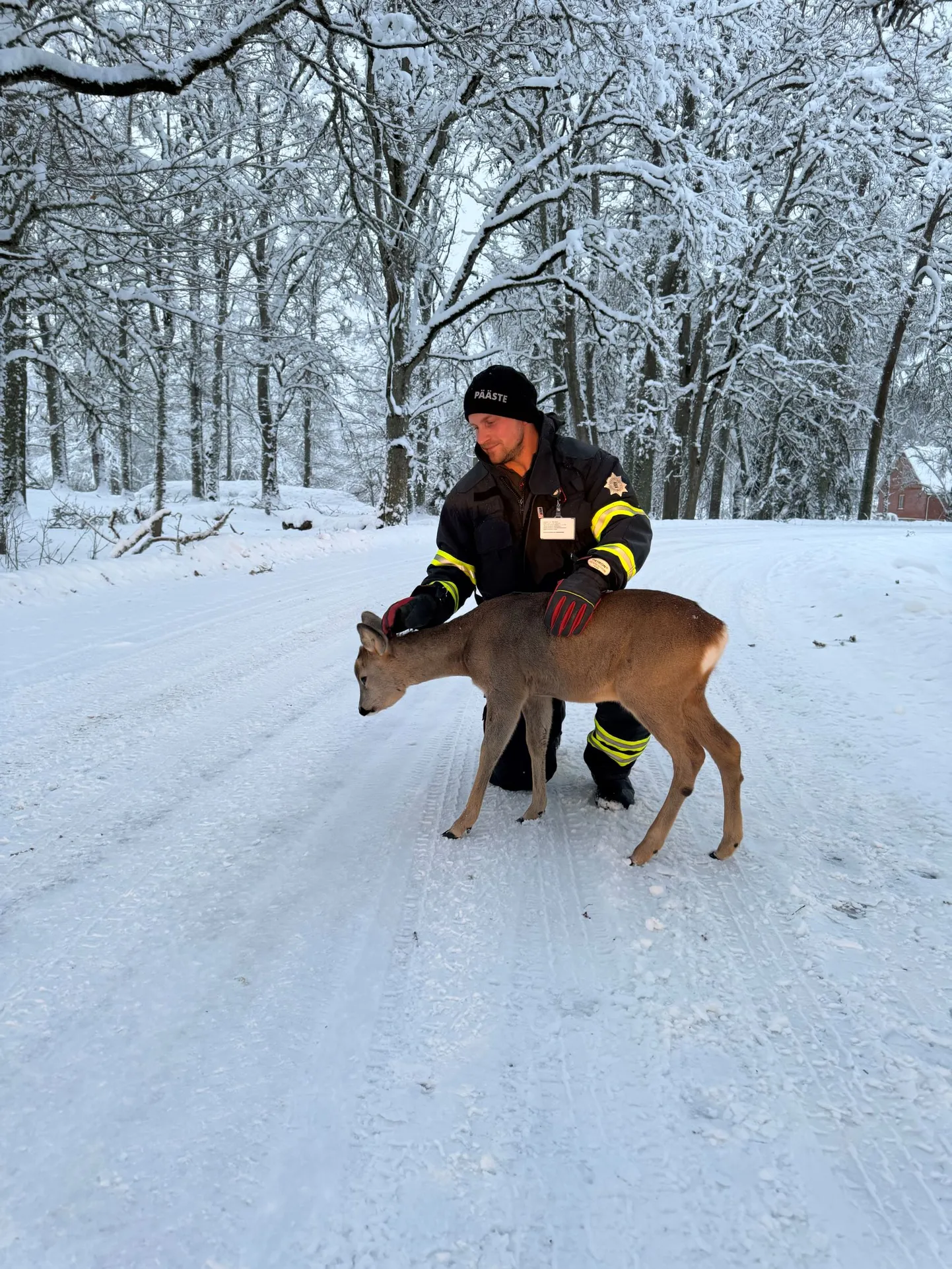 Päästjad läksid metskitsele appi. Fotol kitsega päästja Martin Kõiv.