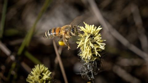 LOODUSFOTO ⟩ Tupp-villpea on üks esimesi õitsejaid