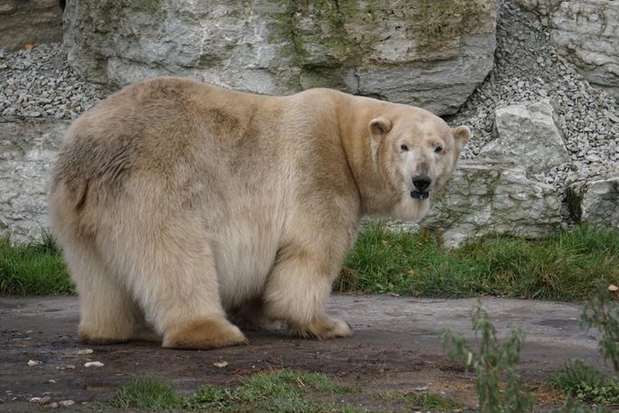 ПЕЧАЛЬНЫЕ НОВОСТИ ⟩ К сожалению, жизнь белых медвежат, родившихся в  зоопарке, оказалась недолгой