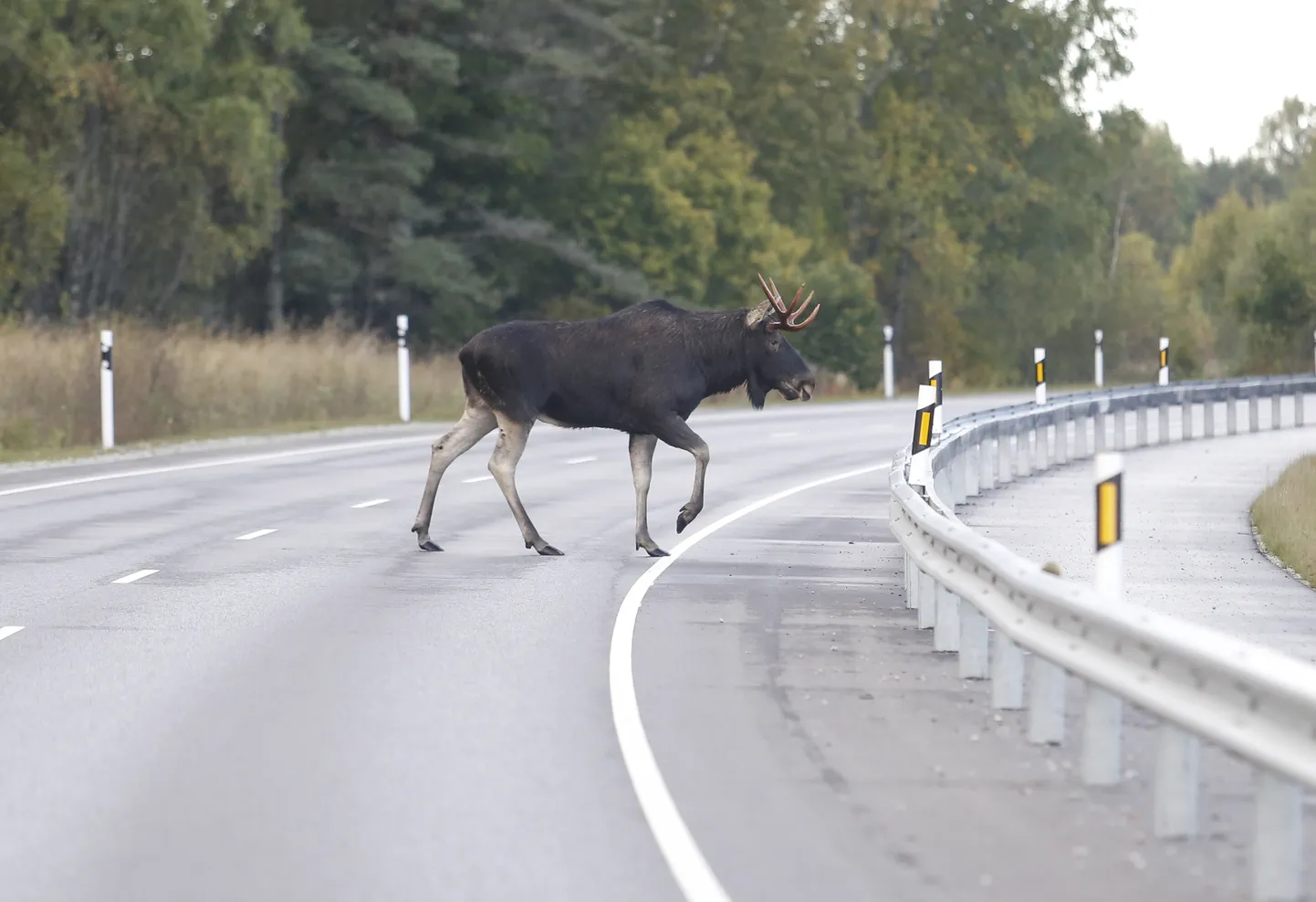 Põder Palmses Lääne-Virumaal teel. Külmad ilmad ajavad metsloomi liikvele ja neid satub siis rohkem ka autode ette.