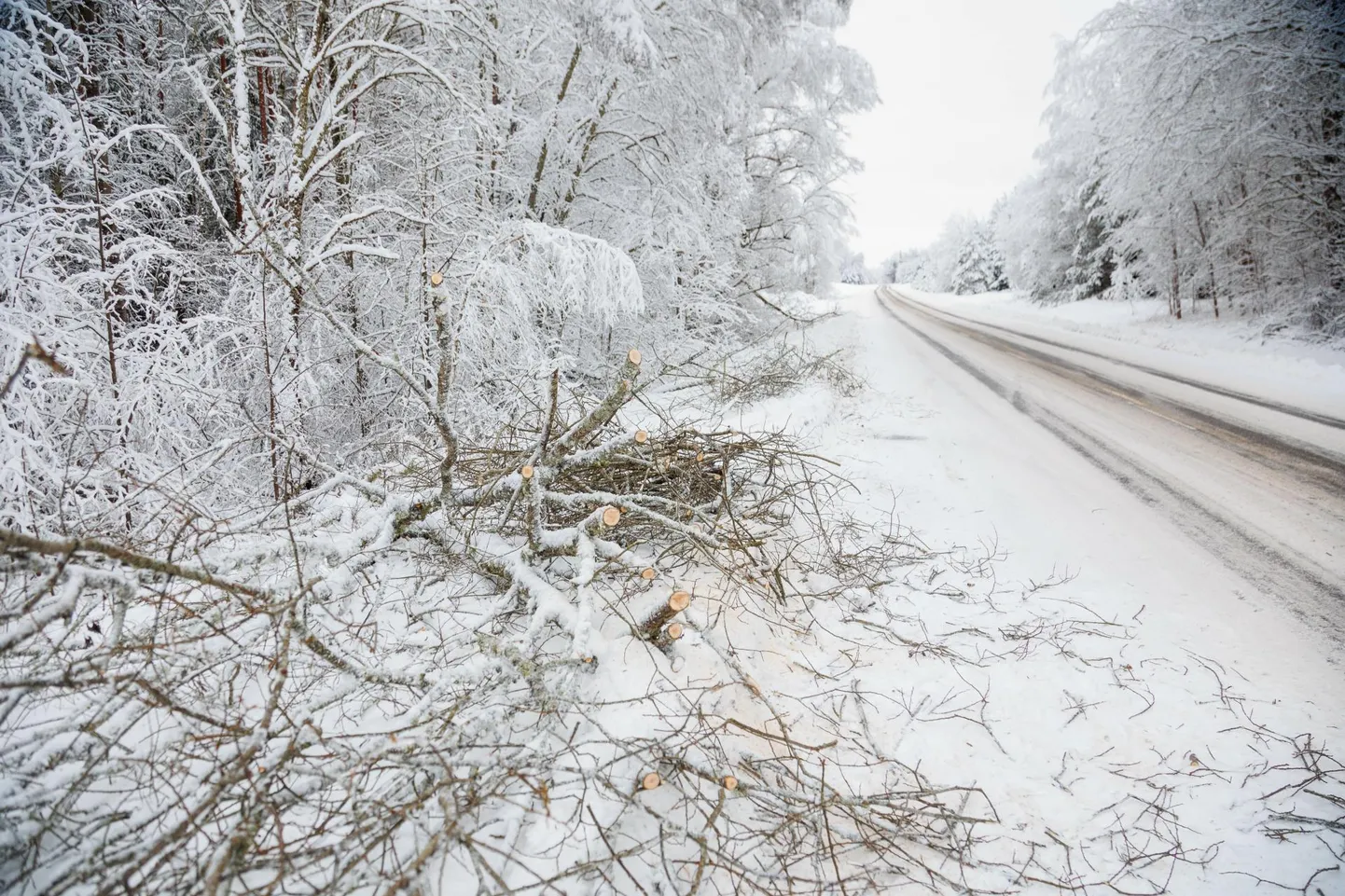 Nii eile kui ka täna on meie maakonna päästjad pidanud eemaldama teele kukkunud puid.