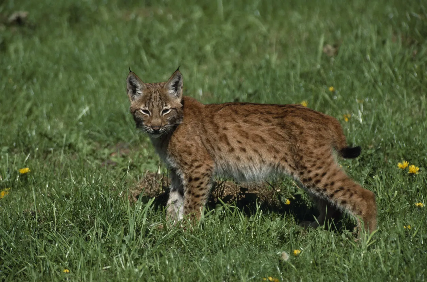 Ibeeria ilves(Lynx pardinus)