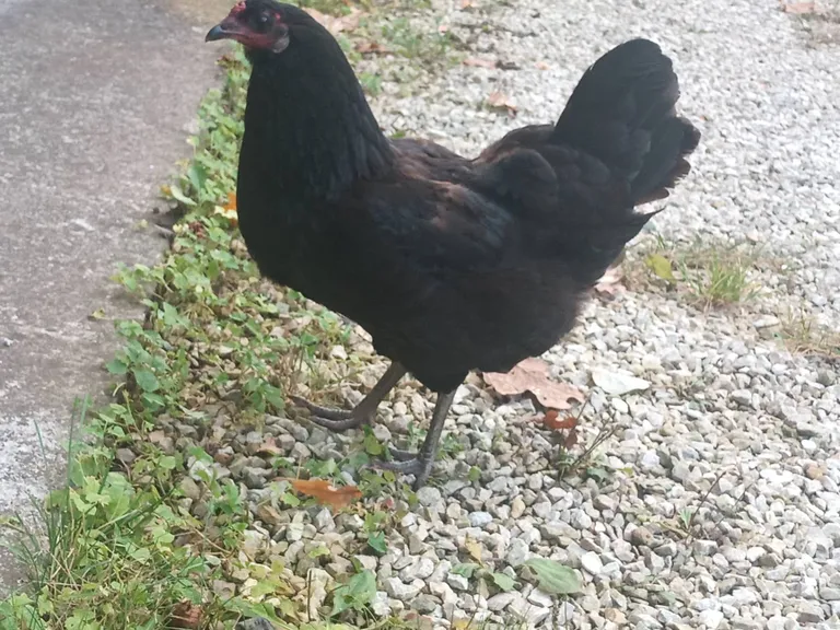 Kaduma läinud kana.