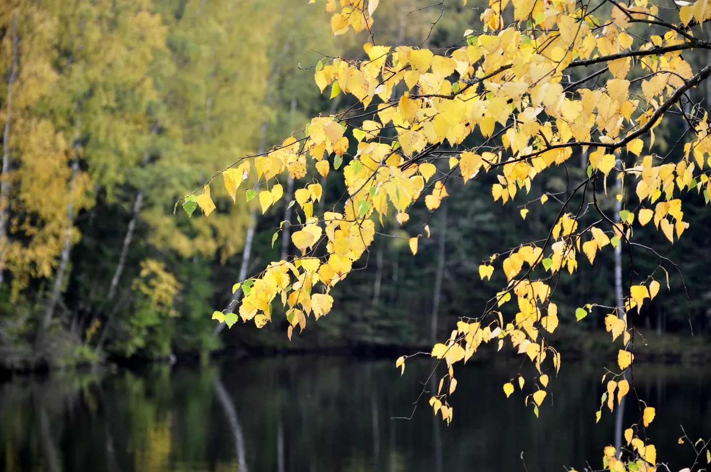Rudens ainava ar Gaišezeru