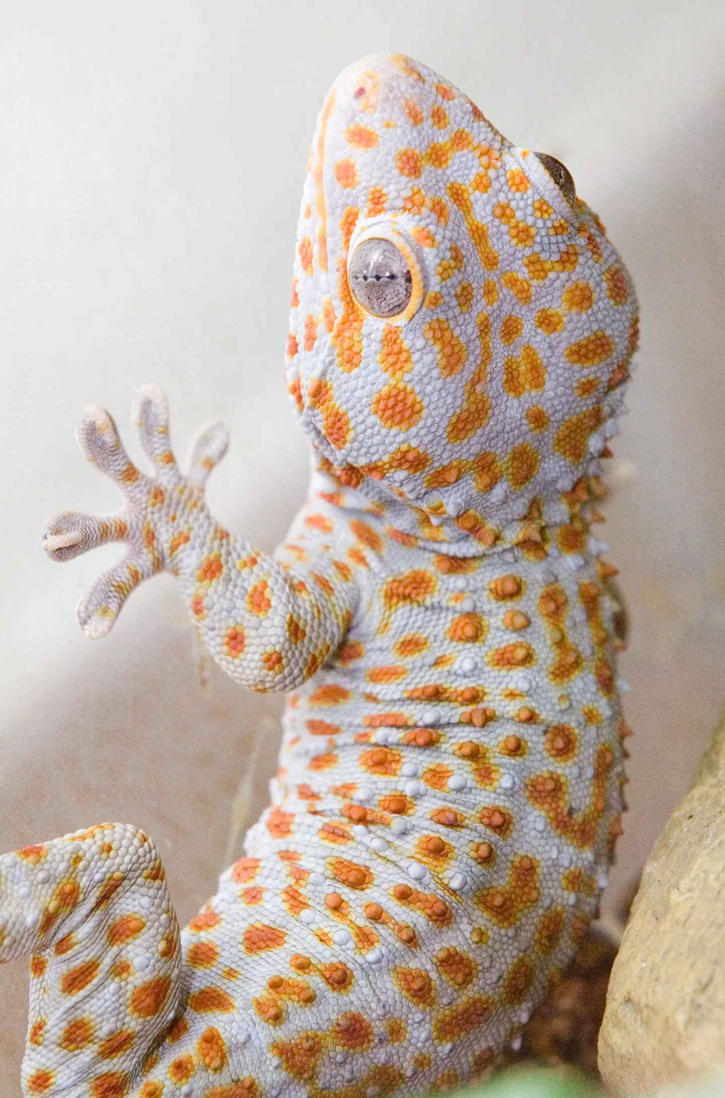 Geko. Pilt on illustratiivne.