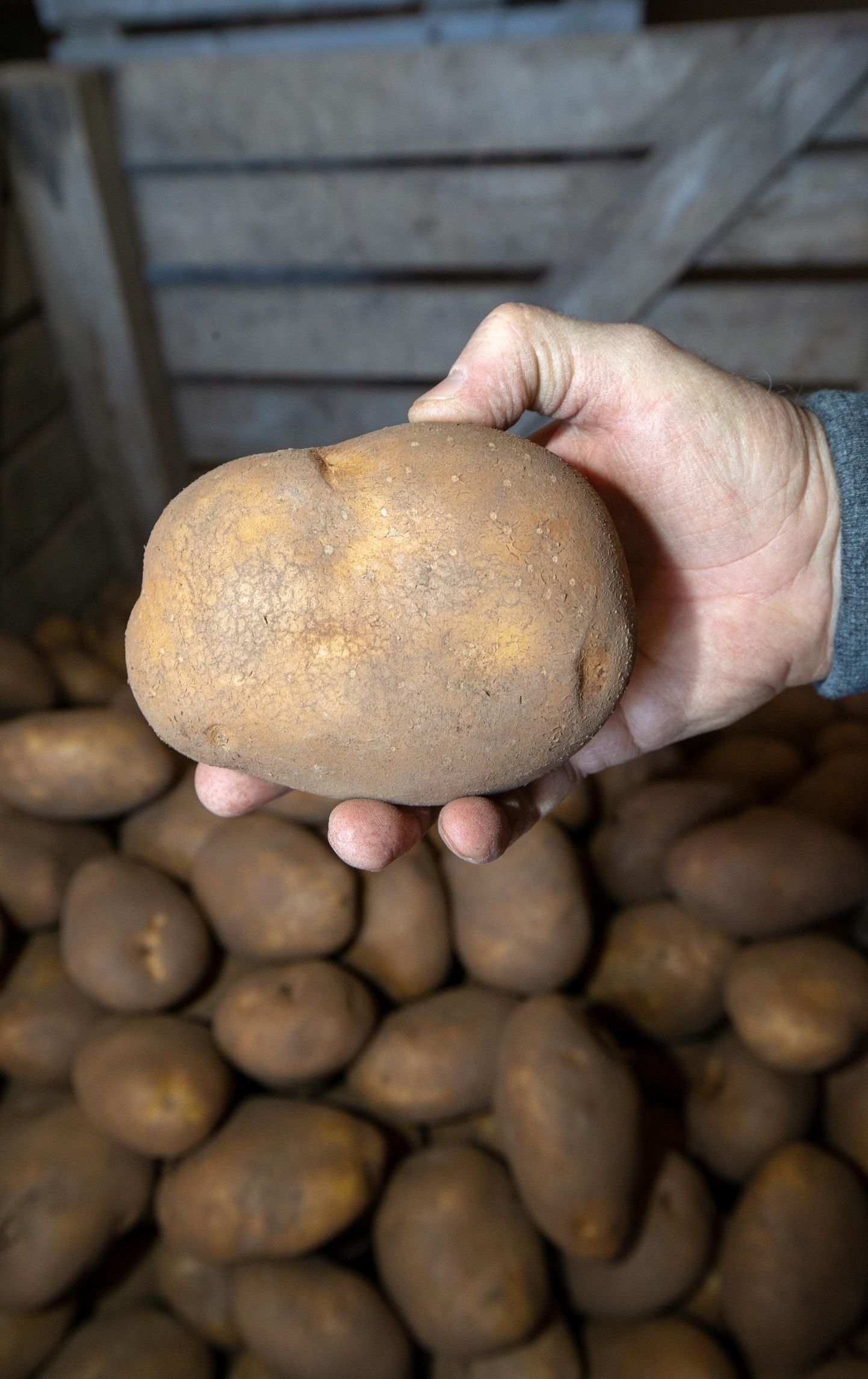 Mullune kuum suvi paisutas Saare-Anni talu põldudel kartulisordi «Teele» mugulaid isegi 700−800 grammi raskuseks.