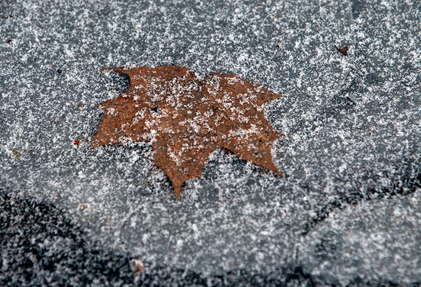 Soojadest ilmadest hoolimata võis novembris näha esimesi lumehelbeid.