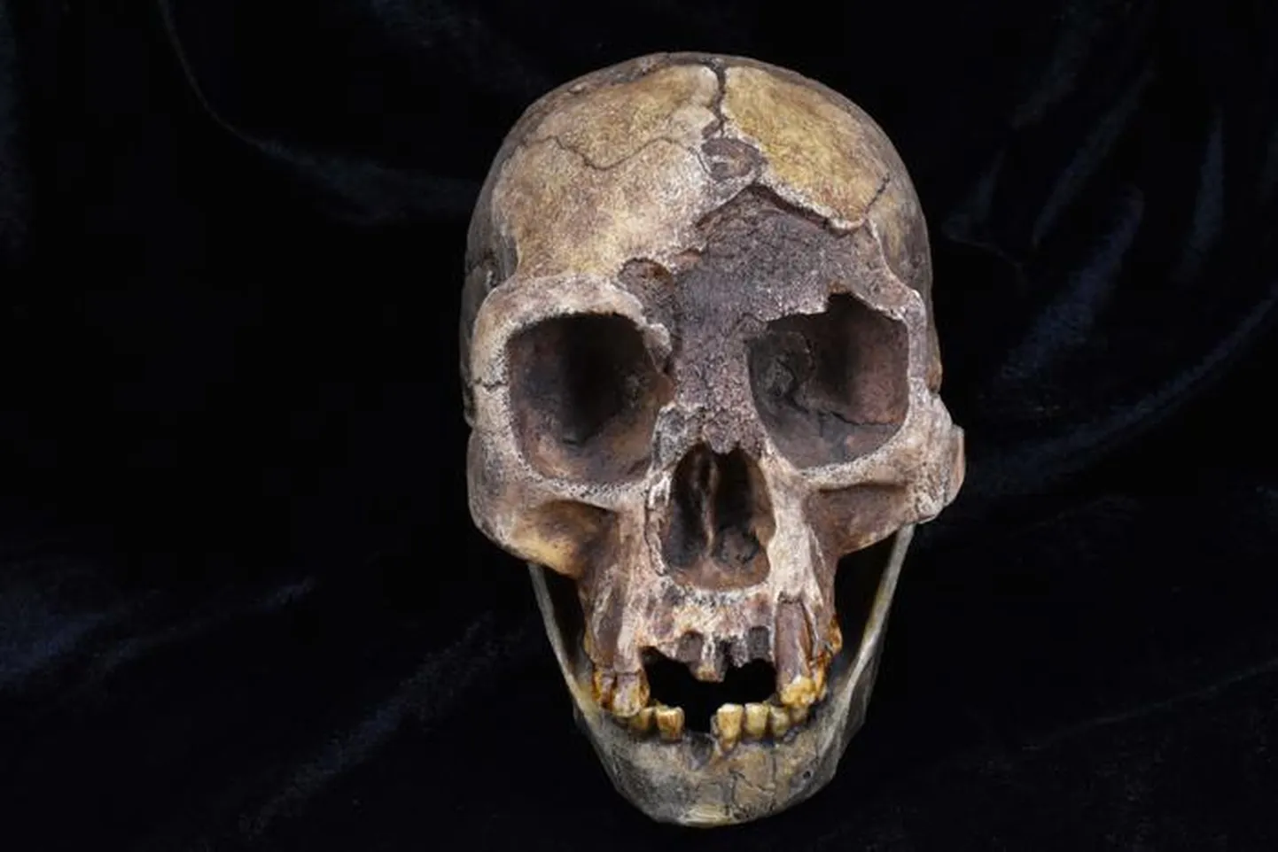 Homo Floresiensise kolju – ühtäkki tekkis evolutsioonipuul suur hulk hominiide. Teadlased arvavad, et teavad, miks see nii oli.
