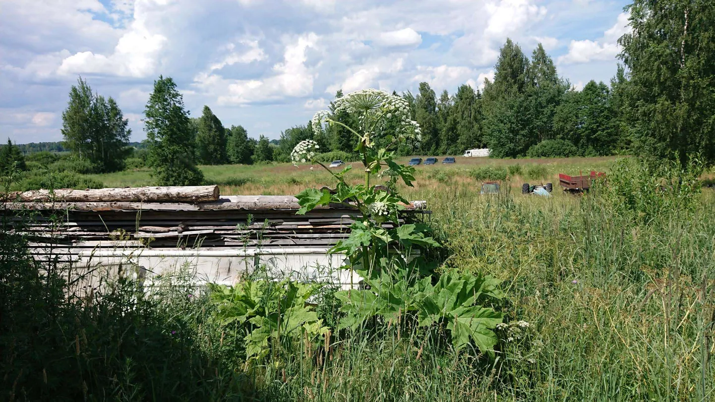 Борщевик.