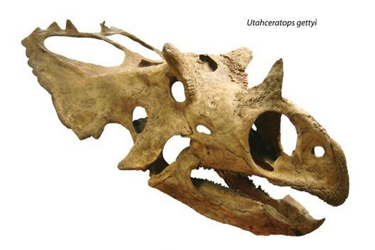 Utahceratops gettyi