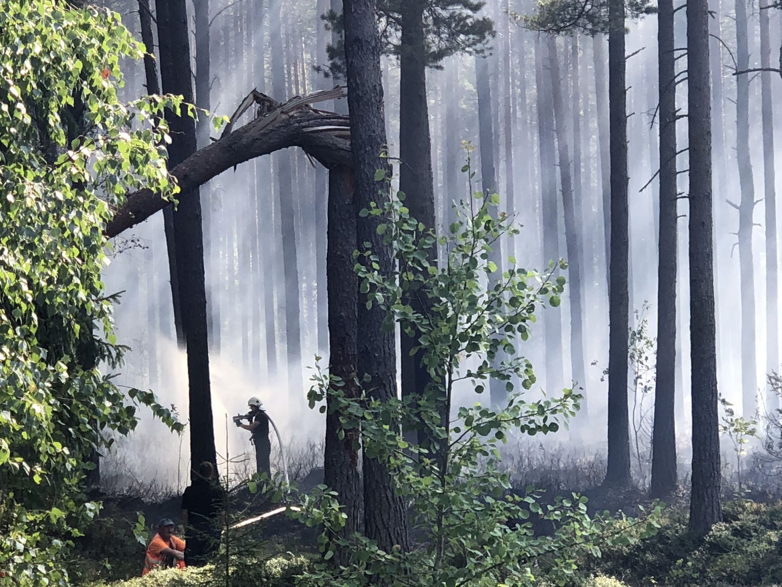 Лесной пожар. Иллюстративное фото