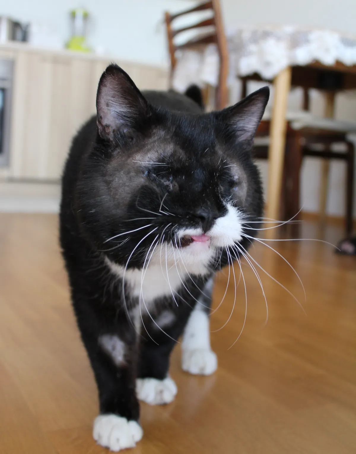 Sebastian on juba 12 aastat vana, aga elab oma uues kodus nagu kuninga kass.
