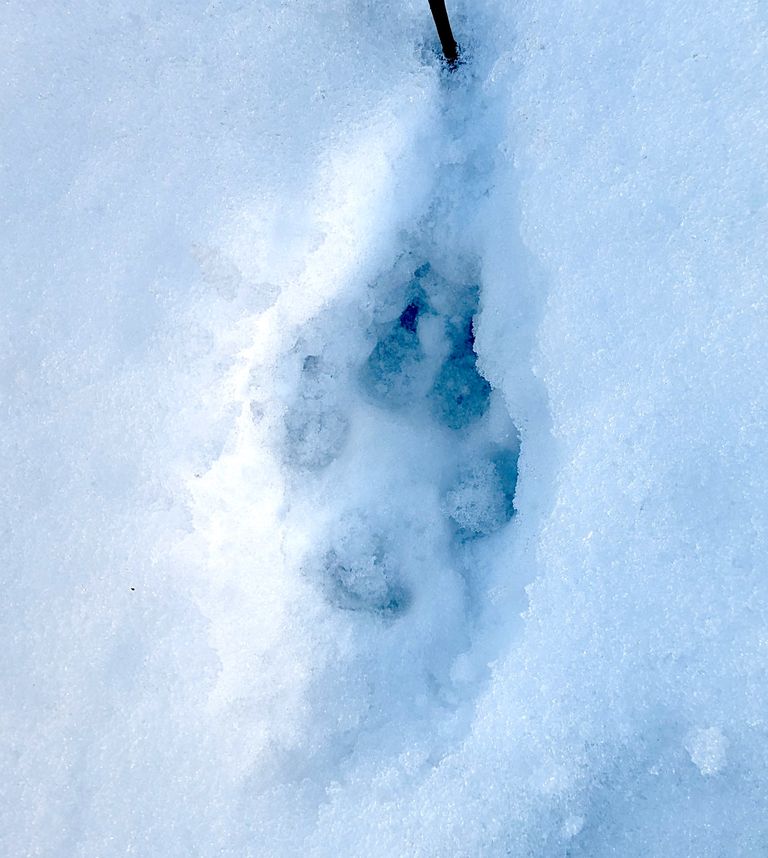 По словам читателя, следы, которые были обнаружены на тропе Мяннику, скорее похожи на волчьи, чем на собачьи.
