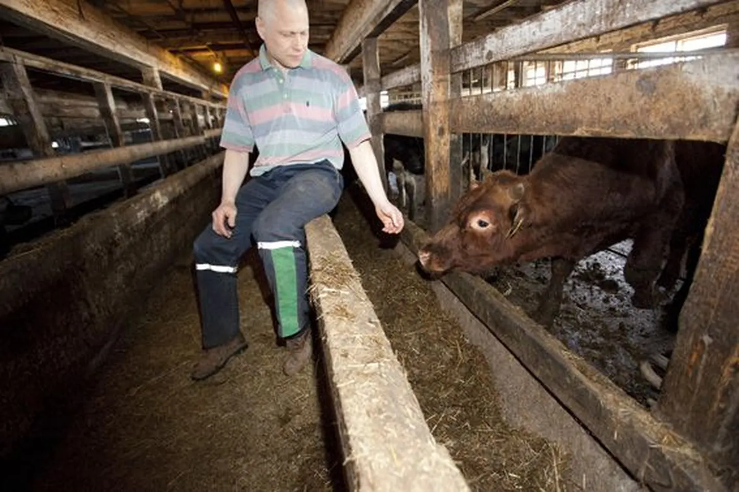 Vihula valla talunik Rain Merelaid tahab toetusraha toel remontida vana kolhoosilauda.