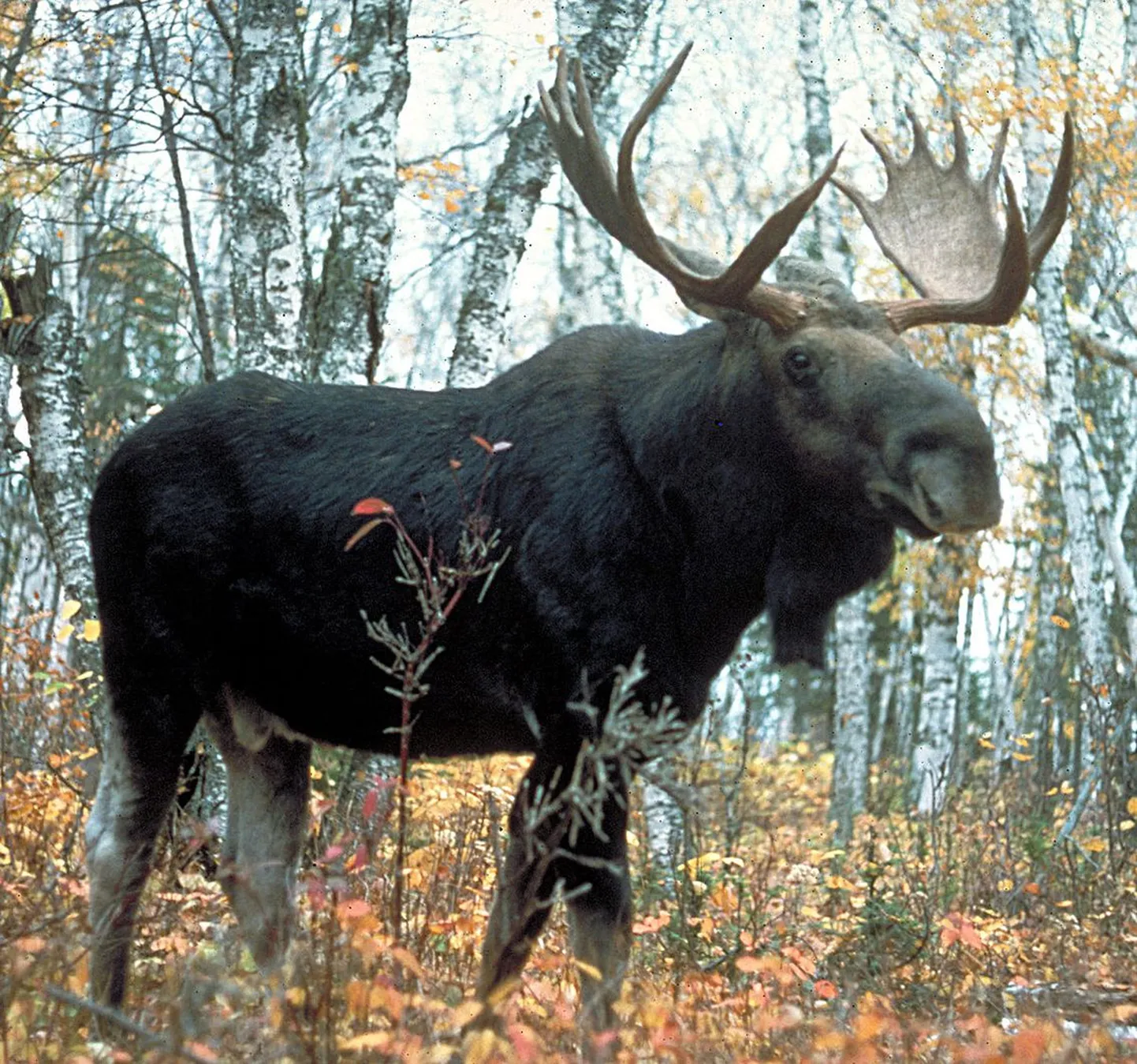 Põder.