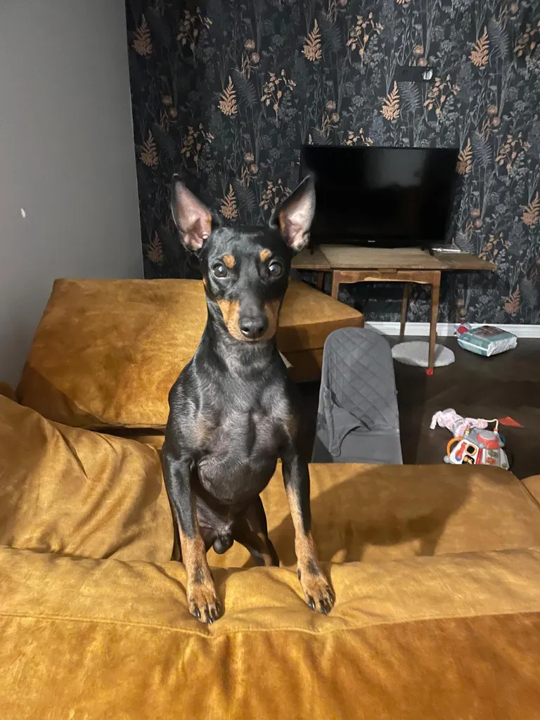 Bruno