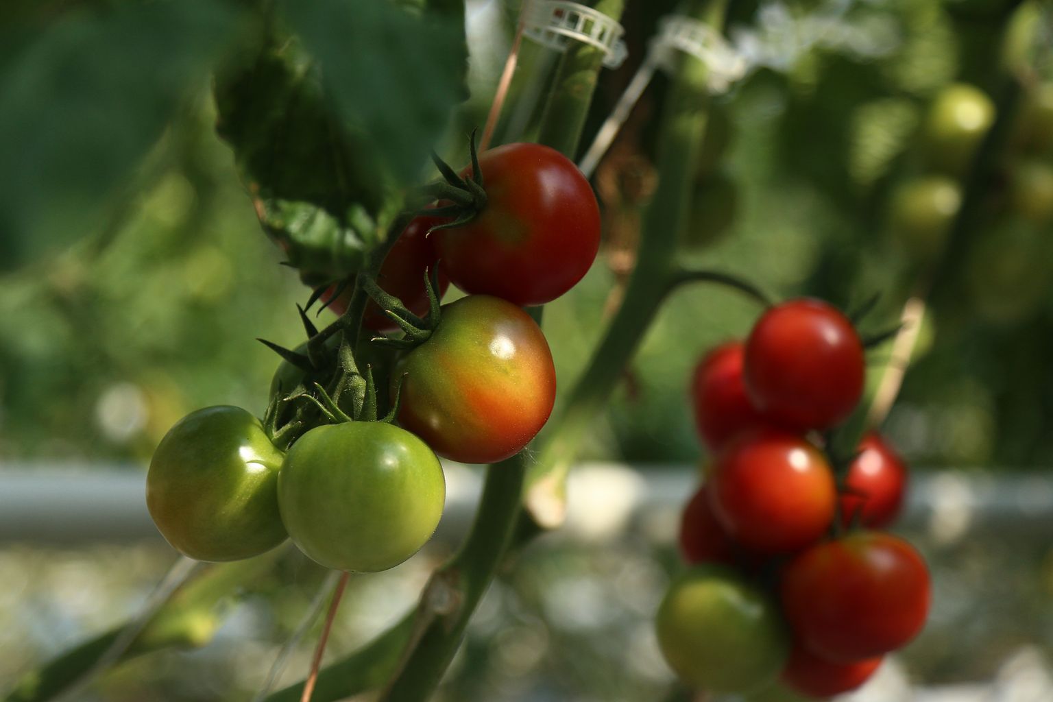 Info sellest, mis toimub tomati viljaga, jõuab ka taime lehtedesse.