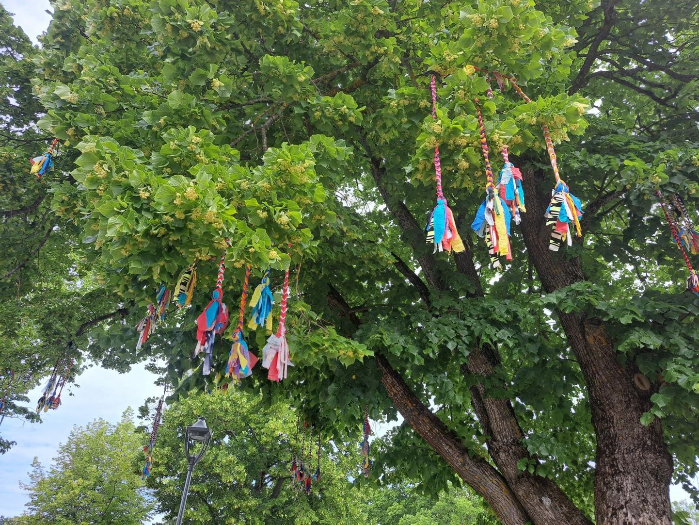 Värvikirevad paelad kultuurikoja ümbruse puudel tähistavad peagi algavat koolinoorte laulu- ja tantsupidu.