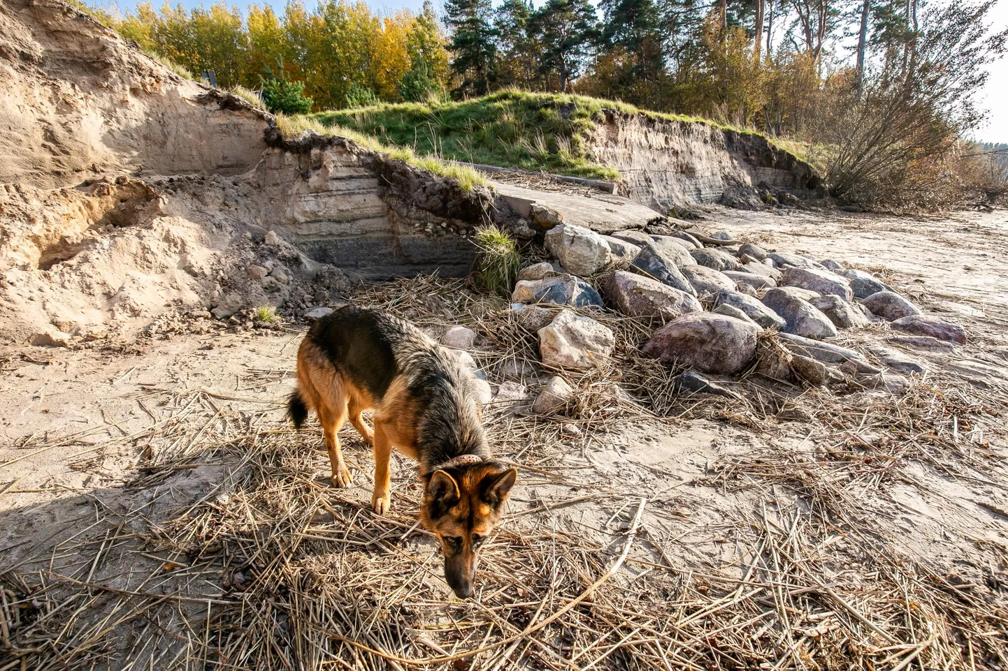 Reiu ranna kallas peaks taas muutuma sujuvaks nõlvaks.