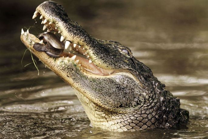 Порно с крокодилом видео смотреть