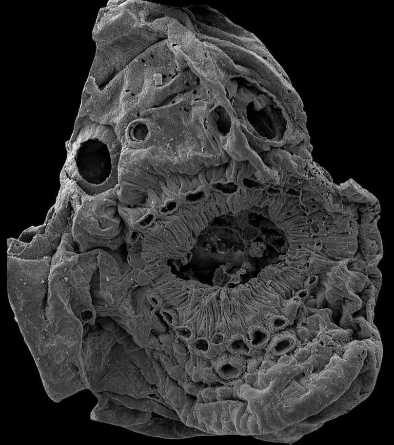 Saccorhytus coronarius rentgena uzņēmums.