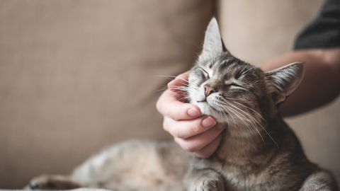 SÜDAMLIK ⟩ Kaamera ette jäi hetk, kuidas omanik oma kadunud kassi üles leidis