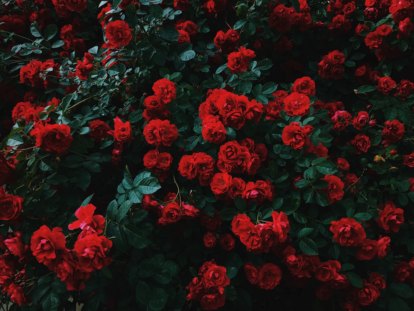Roosipõõsas. Foto on illustreeriv.